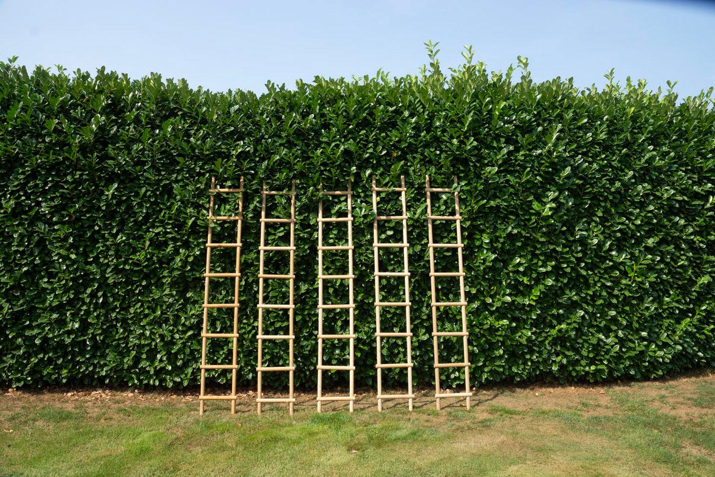 Oak Ladders