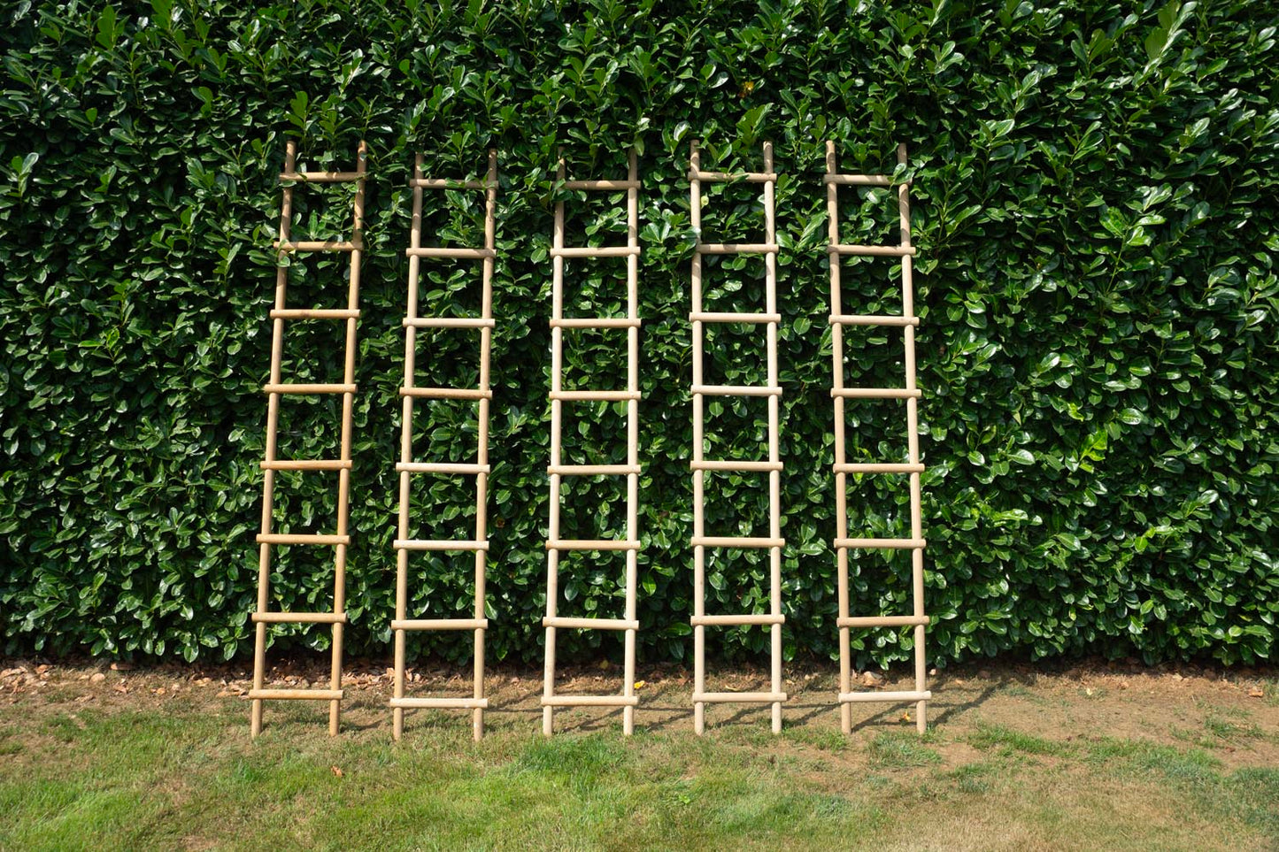 Oak Ladders