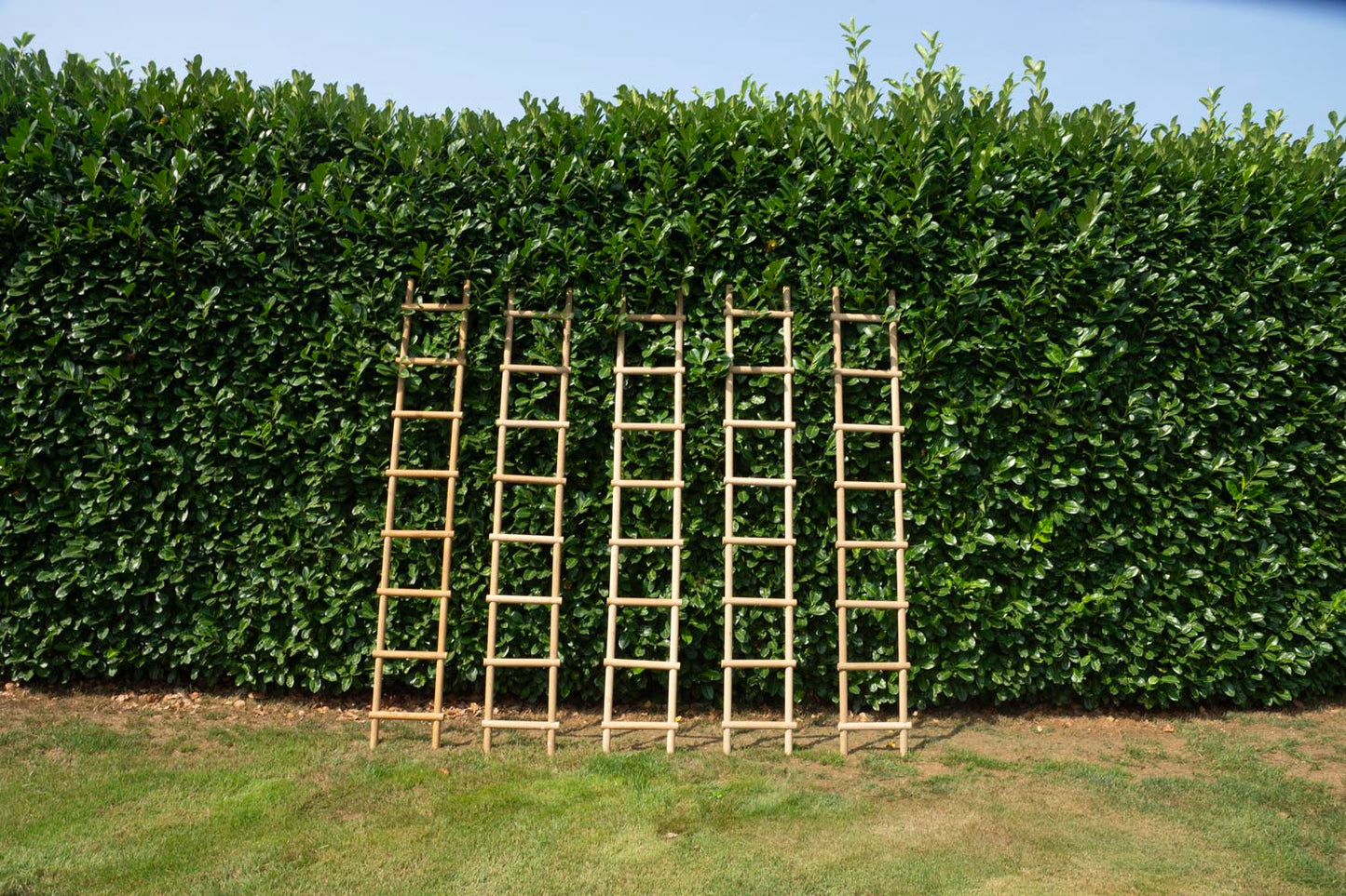 Oak Ladders