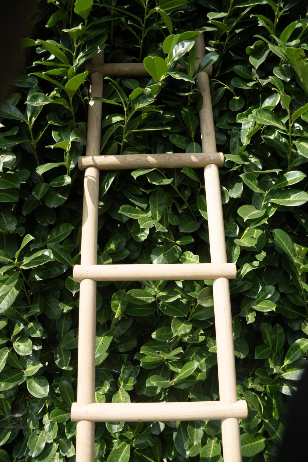 Oak Ladders
