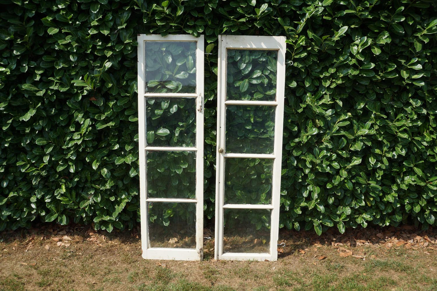 Window panes x 2 are leaning against a green hedge on a grassy lawn.